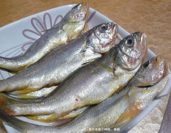 阿根廷冷凍石首魚進口報關(guān)資料