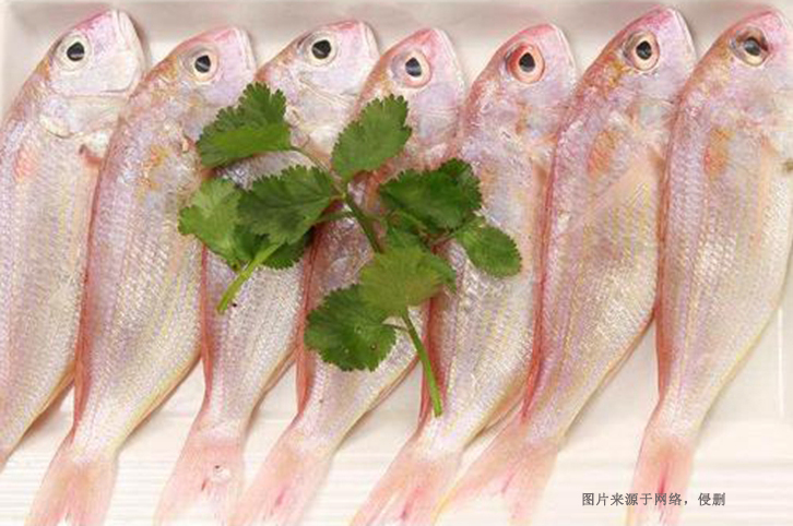 進口巴基斯坦金線魚報關